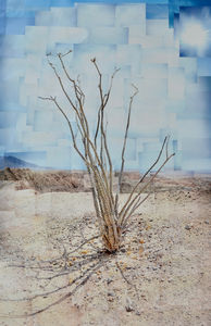 Ocotillo Plant