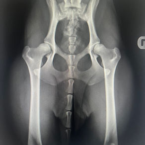 X-ray showing dog hips without dysplasia - Lancashire Hip Scores