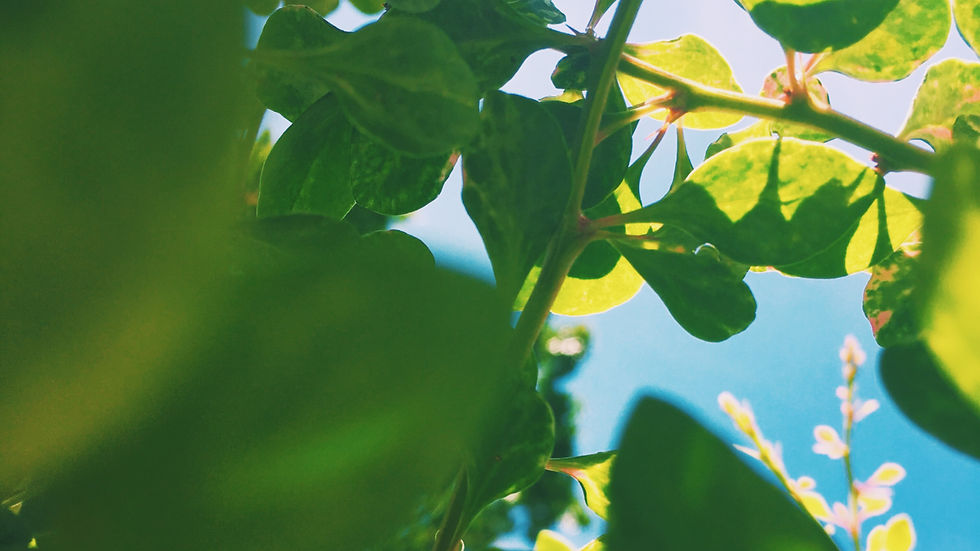beauty-nature-environment-ecology-plants-gardening-concept_edited.jpg
