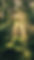 sunlight-shining-through-trees-forest-with-green-grass.jpg