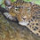 Miniaturbild: Bild-Leopard-auf-Baum 100 x 160 cm