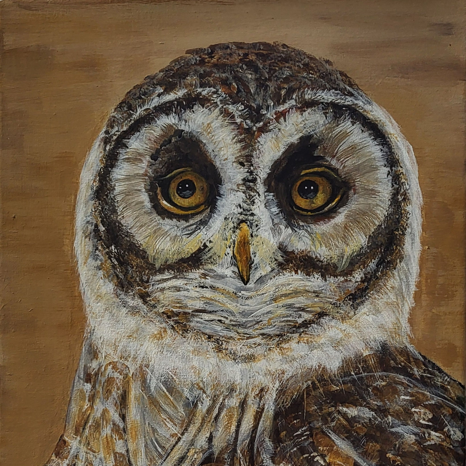 Bild-Waldkauz 30 x 40 cm