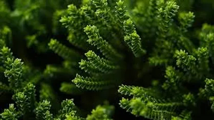 6 WAYS TO KEEP YOUR SUCCULENT HEALTHY1. CHOOSING THE RIGHT SUCCULENTSIt is normal thing to stress 