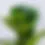 Thumbnail: LYRATA FICUS
