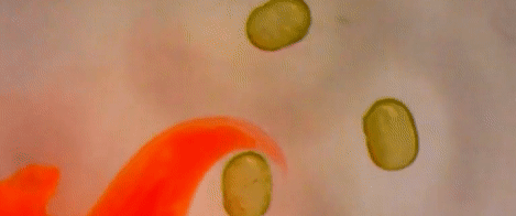ezgif-6-c8d45cb4e772.gif