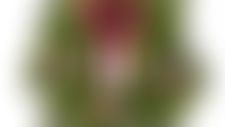 Holiday Greens & Poinsettia Fundraiser