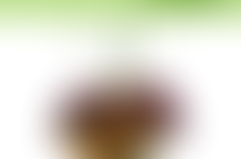 Spring Plants Fundraiser