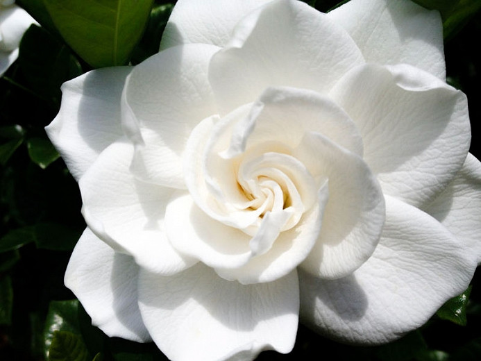 gardenia