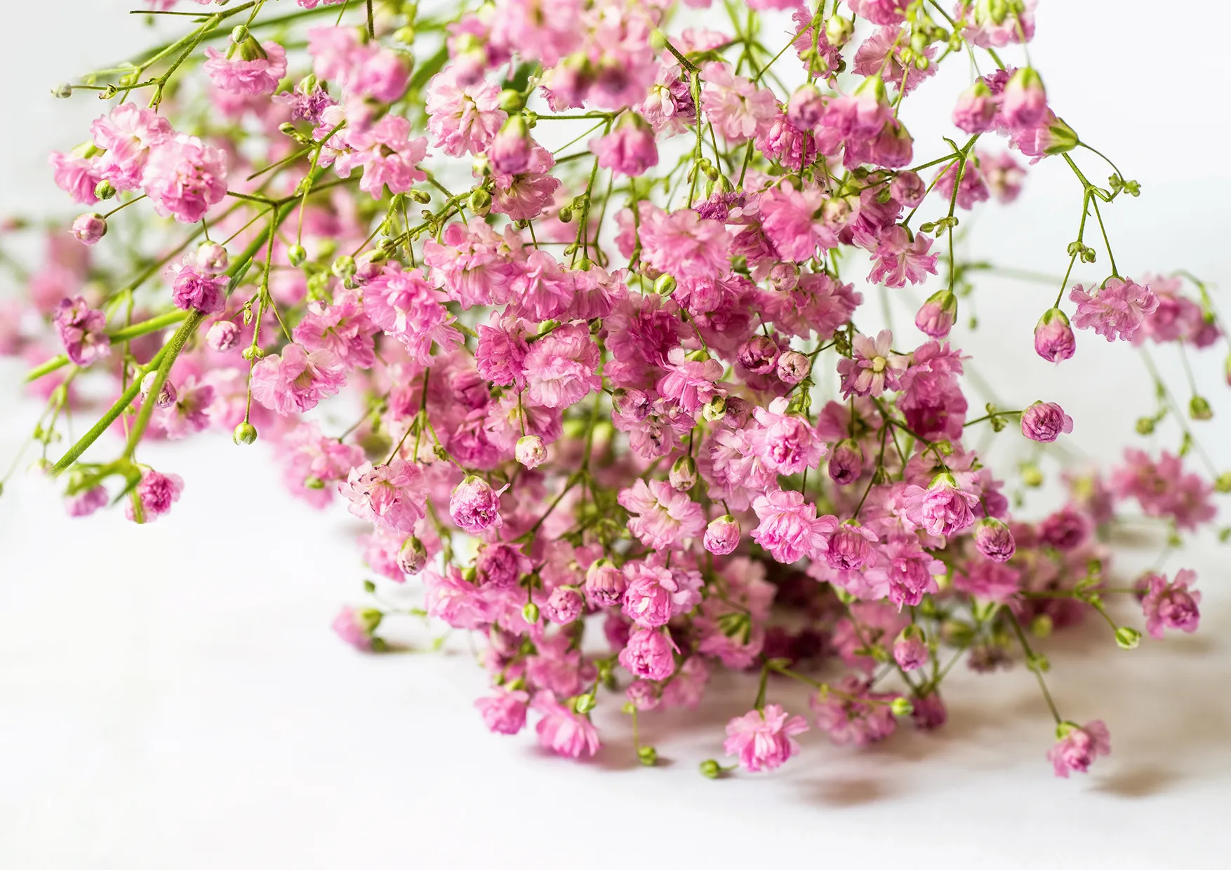 Pink gypsophila