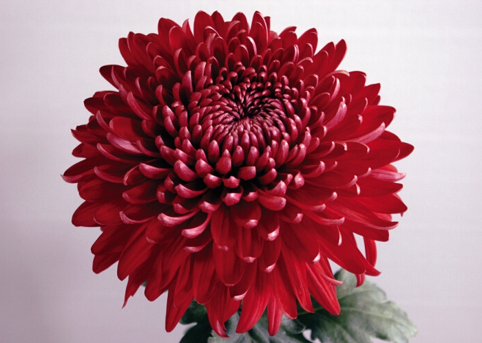 Red chrysanthemums