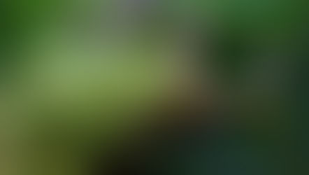 Passeggiata Nel Bosco!