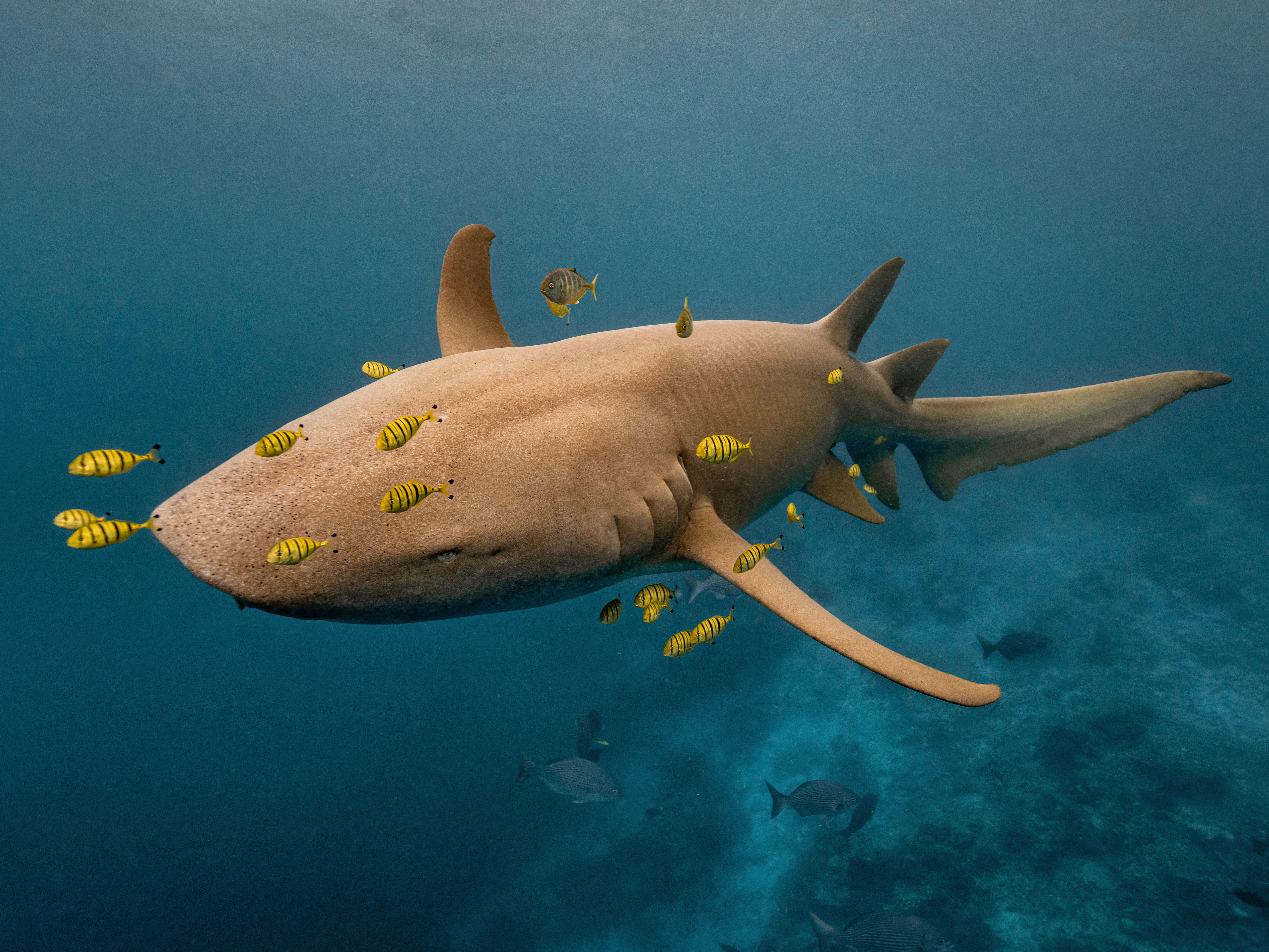 Nurse Shark 2