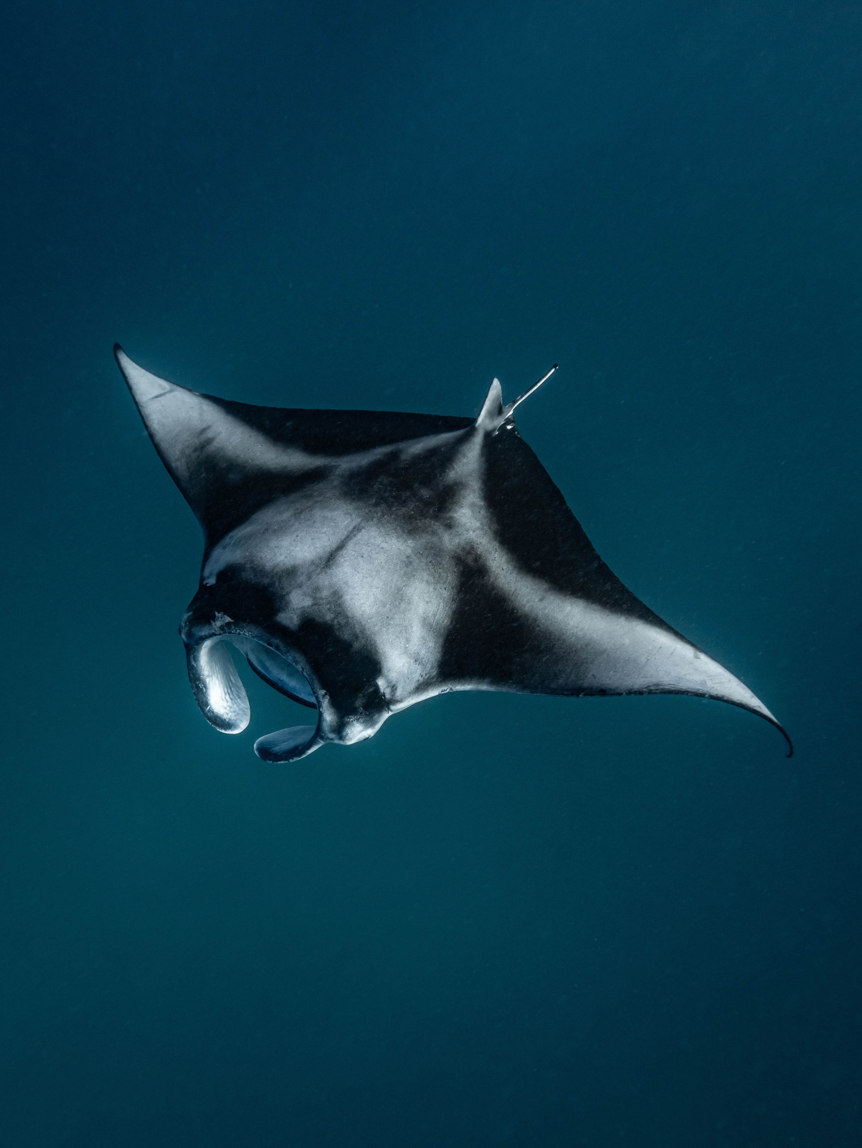 Manta Ray 2
