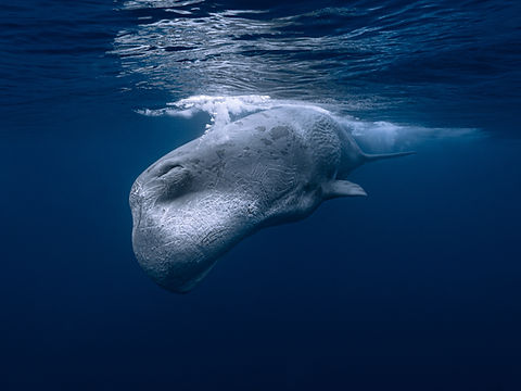 Sperm Whale | Joeva Photo