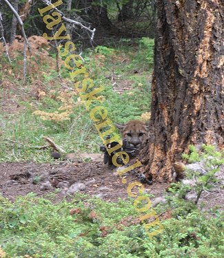 Cougar let go Empire Valley (1)_edited.j