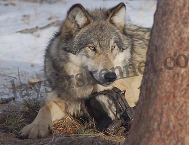 Schalles 06 feb (18)_edited.jpg