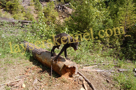 Female for Randy's June 06 (1)_edited.jp