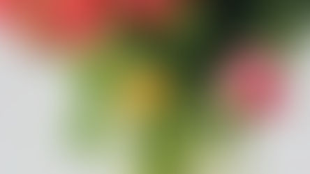Tulip Bouquets Coming Spring 2022