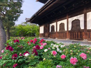 켄닌지(建仁寺)의 모란