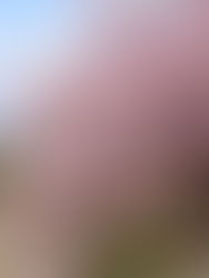 카미가모 신사(上賀茂神社)