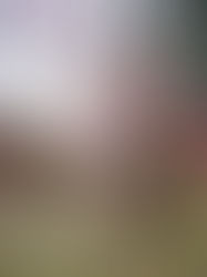 【교토 기모노 유메야카타】교토교엔(京都御苑)의 매화