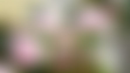 역사와 함께 꽃을 감상하기♥