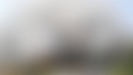 테라마치(寺町)의 혼만지(本満寺)의 시다레자쿠라(枝垂れ桜)