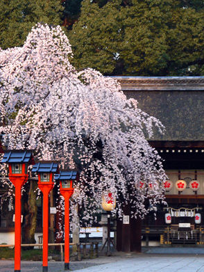 히라노 신사(平野神社)