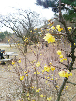 【교토 기모노 유메야카타】교토교엔(京都御苑)의 납매(蝋梅)
