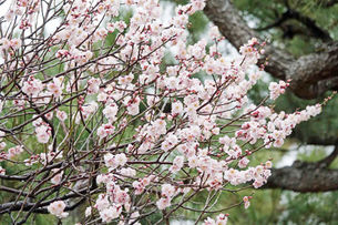 니조성(二条城)의 매화꽃(梅の花)