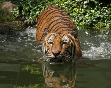 21 Sunderban.jpg