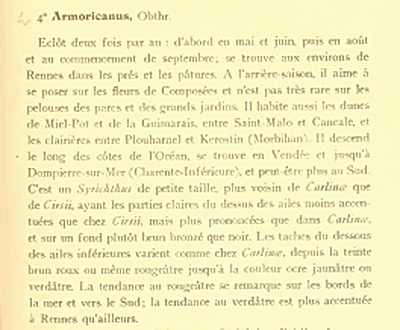 Pyrgus_armoricanus - opis.gif