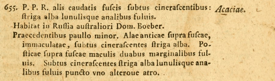 07067_Satyrium_acaciae_69.gif
