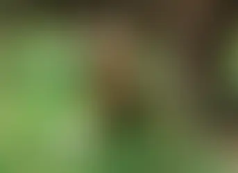 Mark 268 - Abandoned