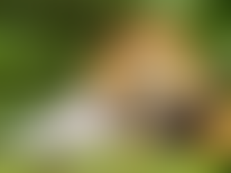 Saturday-Natural Enemies