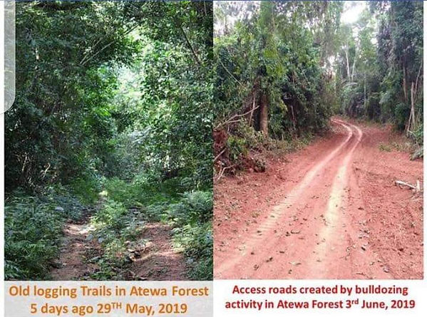 Access road created in Atewa to make way