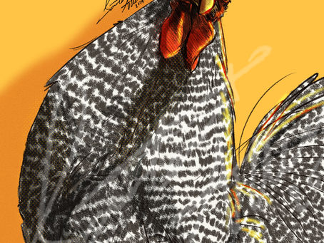 Chickens Unleashed New Collection - Sneak Peak 