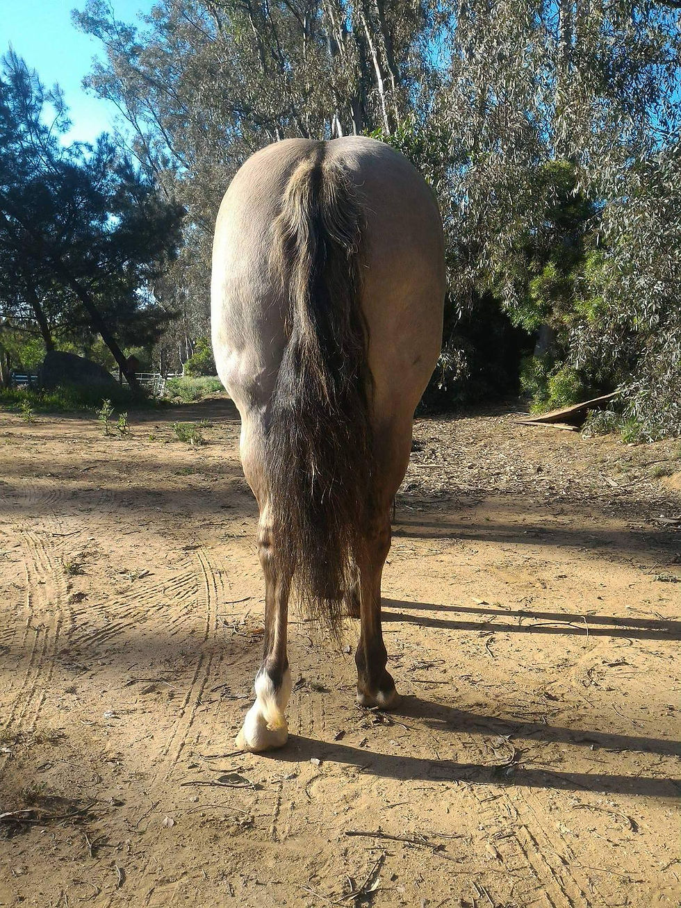 Rear view