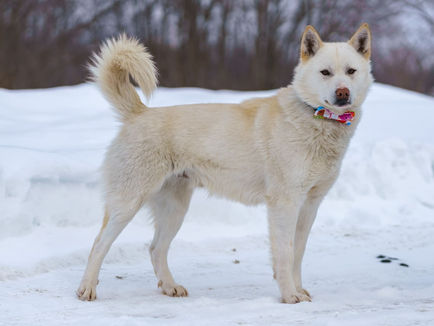 Animatch’s Available Furry Friends – April 2021