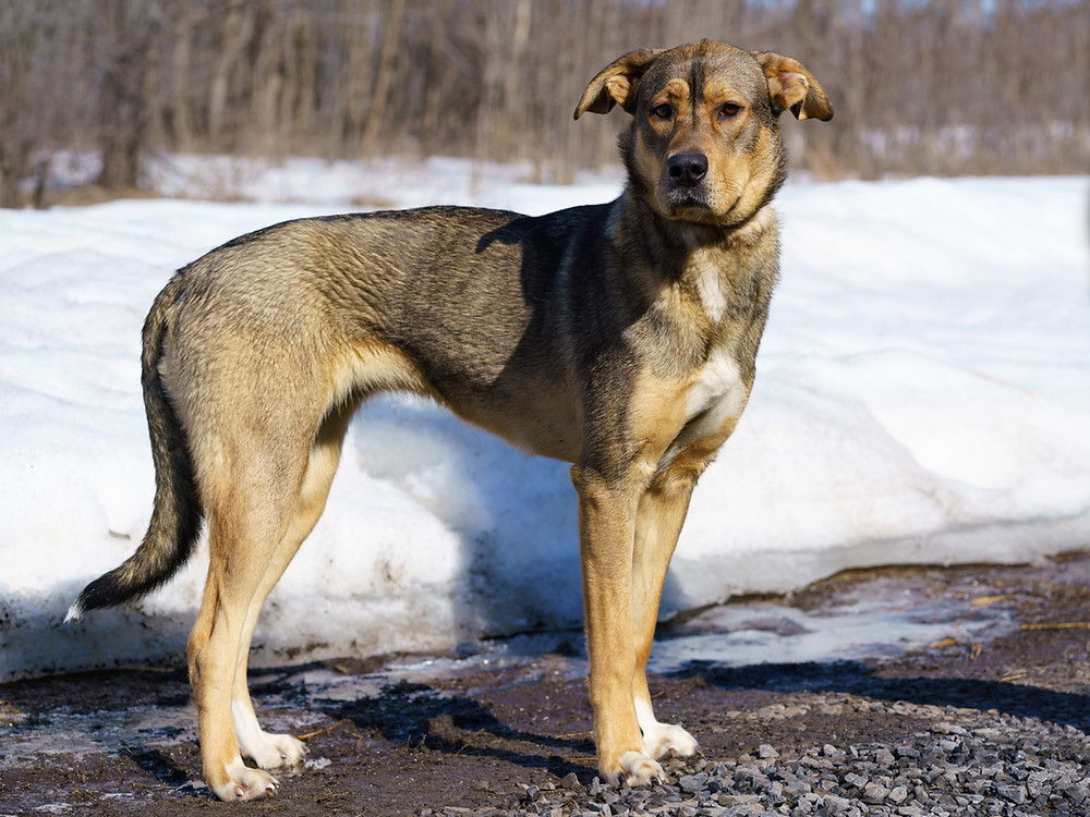 West Island Dog Adoption ANIMATCH Koda female husky puppy