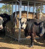 Beef cattle eating from a Quast Metal roofed round bale feeder