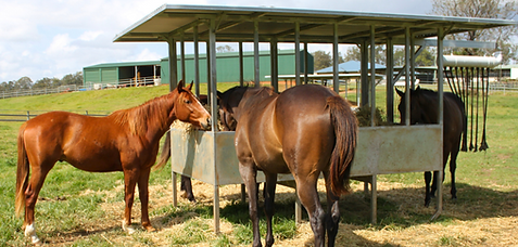 Thoroughbred horses eating from a custom-height Quast Metal roofed hay feeder