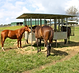 Thoroughbred horses eating from a custom-height Quast Metal roofed hay feeder
