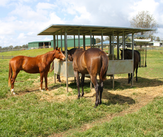 Large roofed hay bale feeder with feeding height to suit thoroughbreds.
