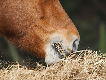 AdobeStock_434927505.jpeg