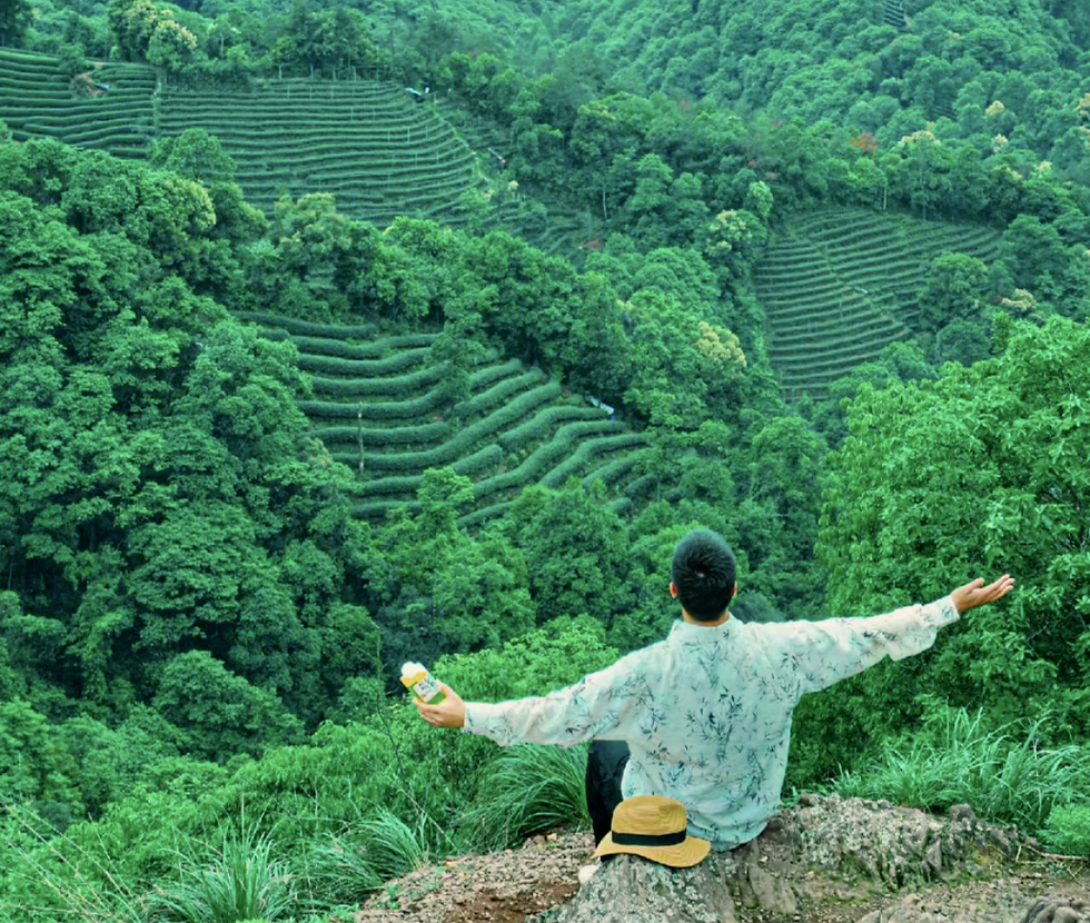 Mar 8【Nature's Brew】1-Day Hangzhou Tea Plantation&Streams Hike(Pets Friendly)