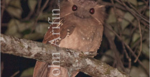 Dulit Frogmouth, Batrachostomus harterti, First image of very rare bird of Borneo