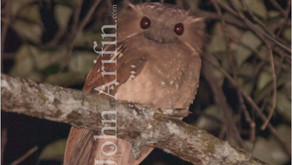 Dulit Frogmouth, Batrachostomus harterti, First image of very rare bird of Borneo