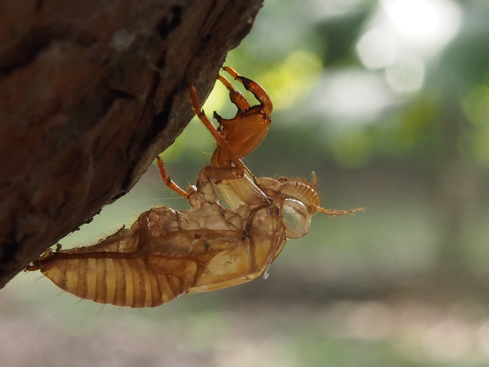 Cicada skin By Brenda.