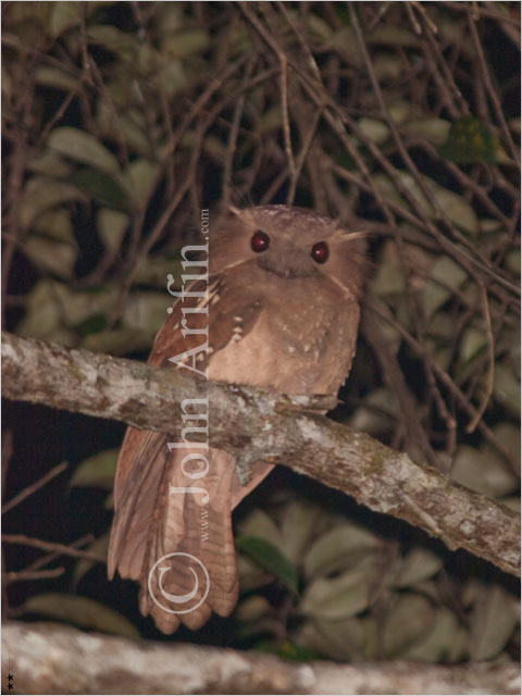 Dulit Frogmouth of Sarawak Borneo